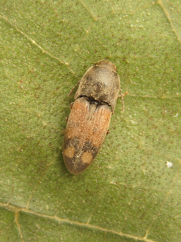 Elateridae: Drasterius bimaculatus ?  S !